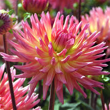 Image result for Blumea squarrosa