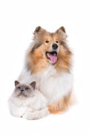 Maybe you would like to learn more about one of these? Best Dog Walkers And Pet Sitters In Plano Dfw Pet Sitting
