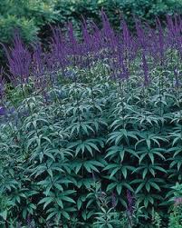 Perennials perennials tall tickseed has flower heads with 6 to 10 shiny yellow ray flowers and a brown central disk. Culver S Root Veronicastrum Virginicum Fascination Plants Garden Shrubs Dutch Gardens