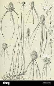 Image result for Kyllinga erecta