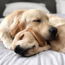 Dresser Sont Chien 5 Commandes Essentielles Que Vous Pouvez Apprendre A Votre Chien Cute Funny Dogs Dogs Golden Retriever Golden Retriever