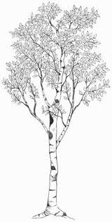 Aspen Tree Drawing Google Search Birch Tree Tattoos Aspen Trees Tattoo Tree Tattoo Drawings