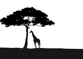 Palm trees silhouette on african sky. Silhouette African Savanna Trees Pets Lovers