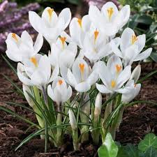 White Crocus Bulbs Price 3 50