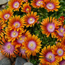 Image result for Delosperma mahonii