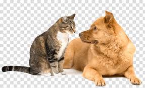 At farmingdale dog & cat clinic, our veterinarians are highly trained and dedicated to your pet's complete wellness. Pet Sitting Dog Cat Relationship Dog Cat Relationship Cat Transparent Background Png Clipart Hiclipart