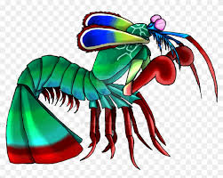 How to draw shrimp fish step by step eas subscribe to my channel to get more drawing videos #howtodraw# #shrimpfish. Peacock Mantis Shrimp By Thunderousabsurdity Peacock Mantis Shrimp Drawing Free Transparent Png Clipart Images Download