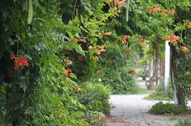 Climbing plants with flowers australia. Best Vines For Pergolas And Arbors