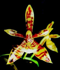 Image result for Solenangis