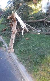 Pin On Aaa Tree Service