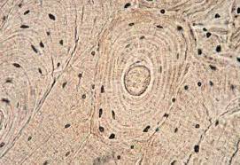 In three dimensions an osteon is cylindrical in shape. Compact Bone