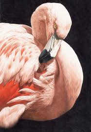 At this point start with drawing a beak flamingo bird. Working With Coloured Pencils Everything You Need To Know How To Artists Illustrators Original Art For Sale Direct From The Artist