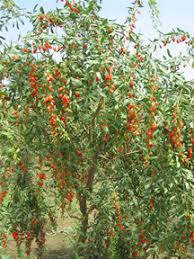 Gǒuqǐ), is the fruit of either lycium barbarum or lycium chinense, two closely related species of boxthorn in the nightshade family, solanaceae. The Tanaduk Botanical Research Institute