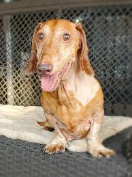 Dachshunds near daytona beach, florida. Dachshund Rescue South Florida Posted A Story Update On Frankie Needs Us And We Hope We Can Help Him