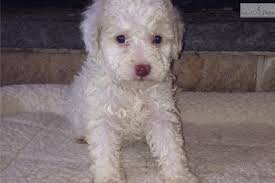 Mladenlukovic64@gmail.com ***lagotto romagnolo*** puppies for. Meet Orange And White A Cute Lagotto Romagnolo Puppy For Sale For 2 200 Valentina Lagotto Romagnolo Puppy Lagotto Romagnolo Puppies