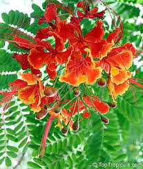Image result for Caesalpinia rubra