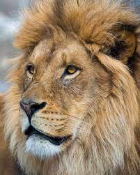 Portrait Of A Lion Lions Photos Lion Photography Lion Images