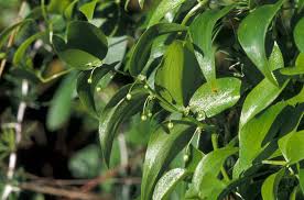 Image result for Asparagus asparagoides