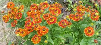 Image result for Stomatanthes helenae