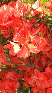 Pin On Gardening