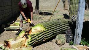 Az, ca, ak, or hi. Slicing Up A Fallen Suguaro Cactus Youtube