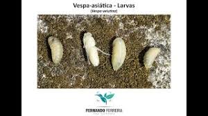 It is of concern as an invasive species in some other countries. Vespa Asiatica Vespa Velutina Larvas Youtube
