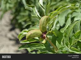They are easy to care for, like water but not excessive (my roses take more), and so far, i haven't found any pests attracted to them. Coral Peony Seed Pods Image Photo Free Trial Bigstock