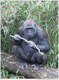 Woodland Park Zoo. Chimpanzee holding stick that he would chew on from time  to time. (Photo ID 9035-seattle)
