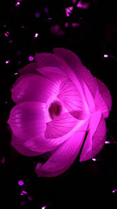 Maybe you would like to learn more about one of these? Black Flower Wallpapers Top Free Black Flower Backgrounds Wallpaperaccess