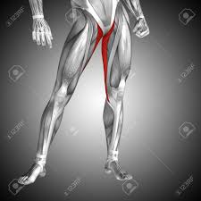 Gri Arka Planda Kavramsal 3D Insan Ön Üst Bacak Kas Anatomisi Royalty Free  Stok Fotoğraf, Resimler, Görseller ve Stok Fotoğrafçılık. Image 76095863