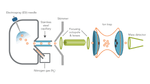 The electrons in the beam collide with the vaporized atoms, removing electrons from the atoms and creating positively charged ions. Esi Mass Spectrometry Why We Use It For Oligonucleotide Quality Control