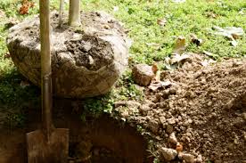 Don't mix sprouts with tree roots and eliminate them as soon as possible to prevent further growth. Oak Tree Planting Lovetoknow