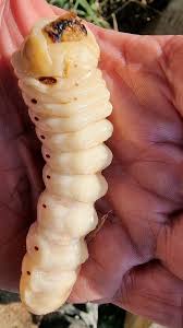 Image result for Dicoma macrocephala