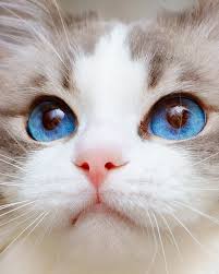 루비의 예쁨 나눔..📧 예쁜 고양이 좋아하는 사람에게 공유해 주세요 🐾