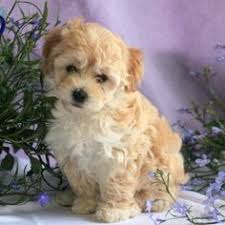 Uptown puppies has the highest quality cavapoo or cavadoodle puppies from the most ethical breeders. 18 Havapoo Pups Ideas Pup Havanese Puppies