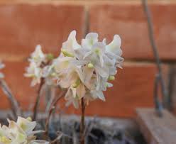 Image result for Rytigynia orbicularis