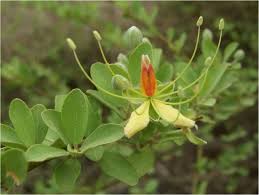 Image result for Capparis fascicularis