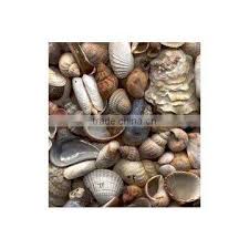 Image result for Voacanga pachyceras