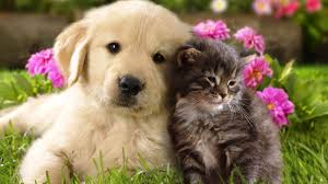Download Free Cat And Dog Wallpaper For Mac High Quality Hd Wallpaper In 2k 4k 5k 8k 10k Resolution For Y Cute Animals Puppies Cute Cats And Dogs Dogs And Kids