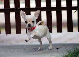i ve learned to love these little guys we re on our second rescue and they re terrific to have in your life chihuahua cute puppies chihuahua puppies