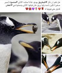 طائر البطريق Penguins Animals