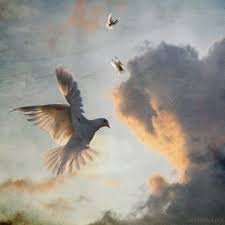 Bird With Wings Spread Out On The Wings Of A Snow White Dove Praise God Pinterest White Doves Peace Dove Goddess Of Love