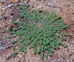 From bittercress and broadleaf dock to woodsorrel and yellow thistle, northern alabama is full of weeds. What Is Spurge Spurge Weed Identification Guide