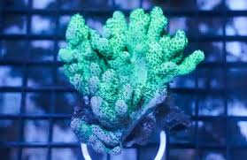 Image result for Scleria xerophila