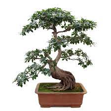 We fit large trees into small trays, as it were, but training the tree into its microcosm gives us a giant. Bonsai Definition And Meaning Collins English Dictionary