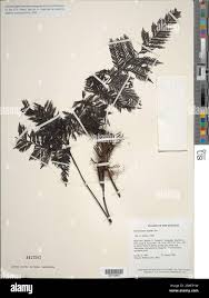 Image result for Abrodictyum rigidum