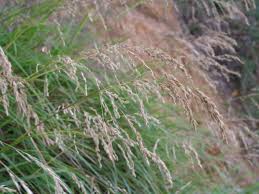 Image result for Poa schimperiana