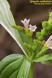 Image result for Spigelia anthelmia