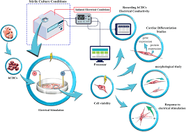 #hcdc #protest #tuition increase #babbles #rants. Schematic Review Of The Human Cardiosphere Derived Cell Hcdc Download Scientific Diagram