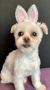 Profile for Pampered Pooch S'paw LLC